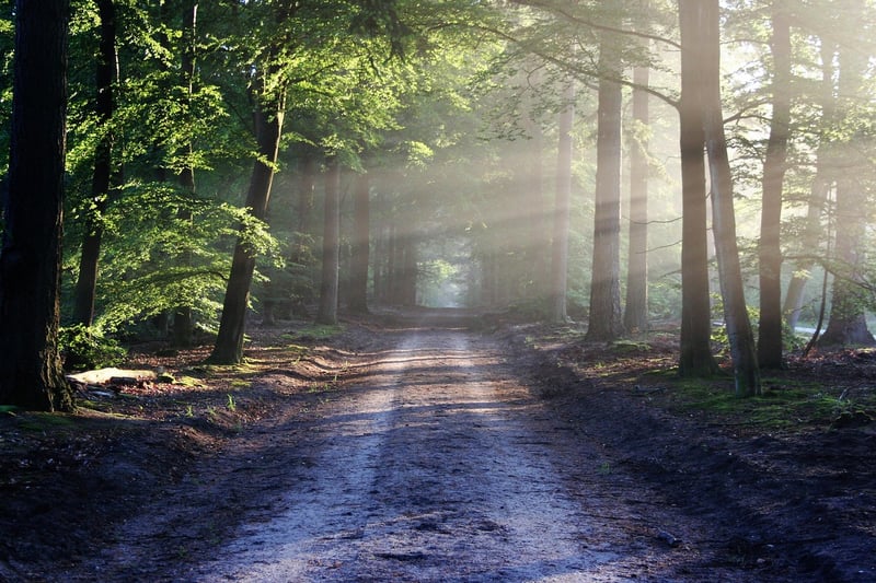 Enchanted Forest Clearing