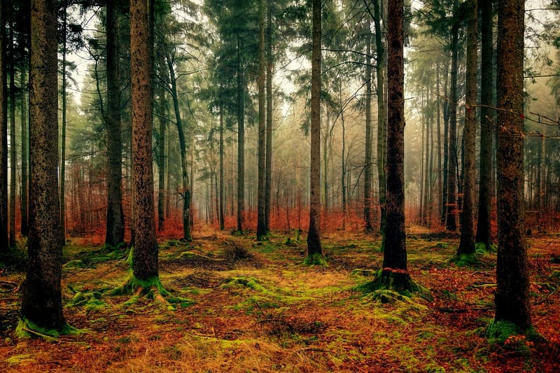 Enchanted Forest Wedding