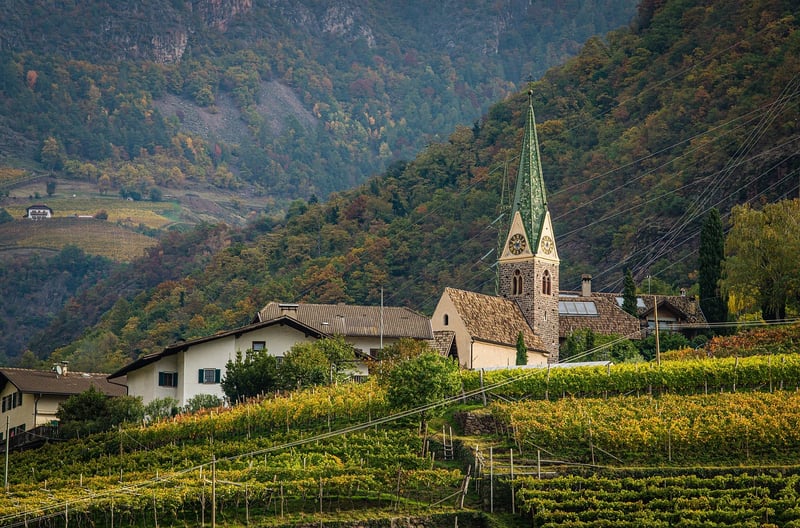 Vintage Vineyard